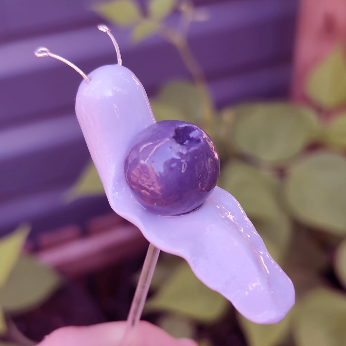 Blueberry Fruit Snail